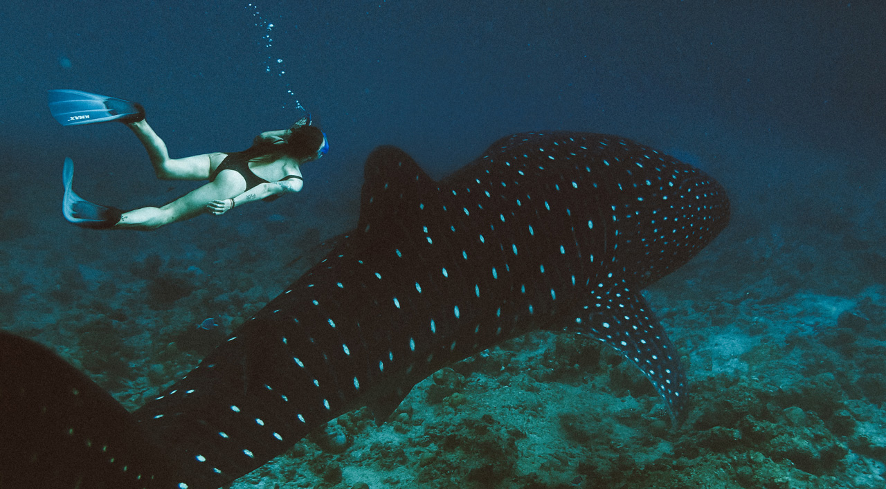 与海洋生物学家的鲸鲨之旅