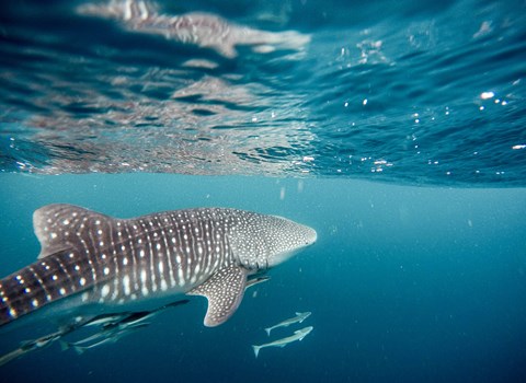 与海洋生物学家探寻鲸鲨之旅