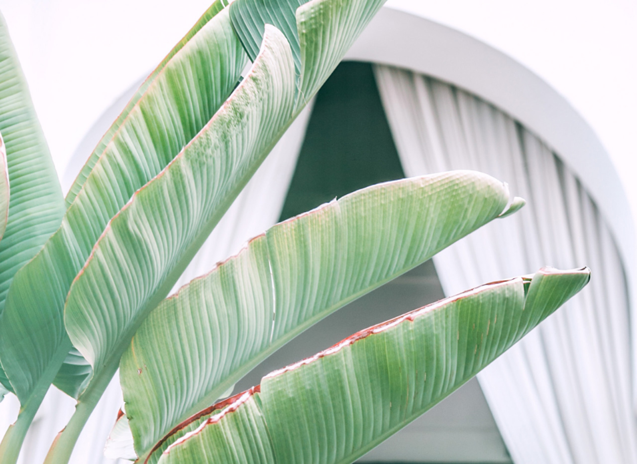 简约风格与热带设计