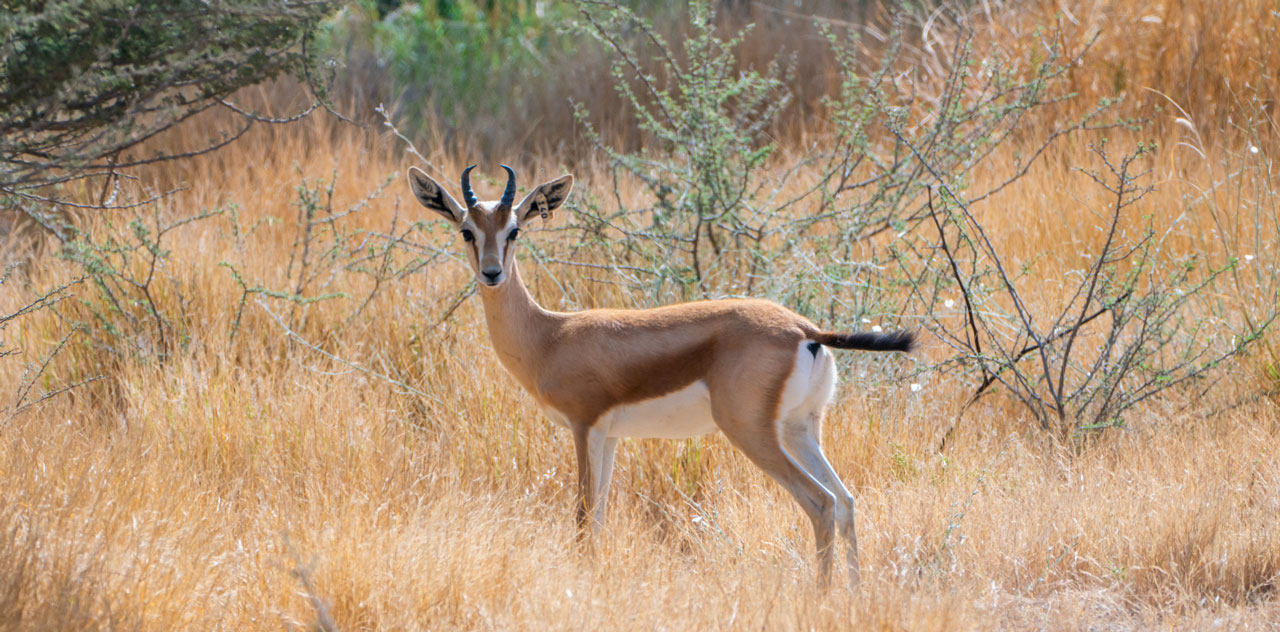 游猎风格度假村