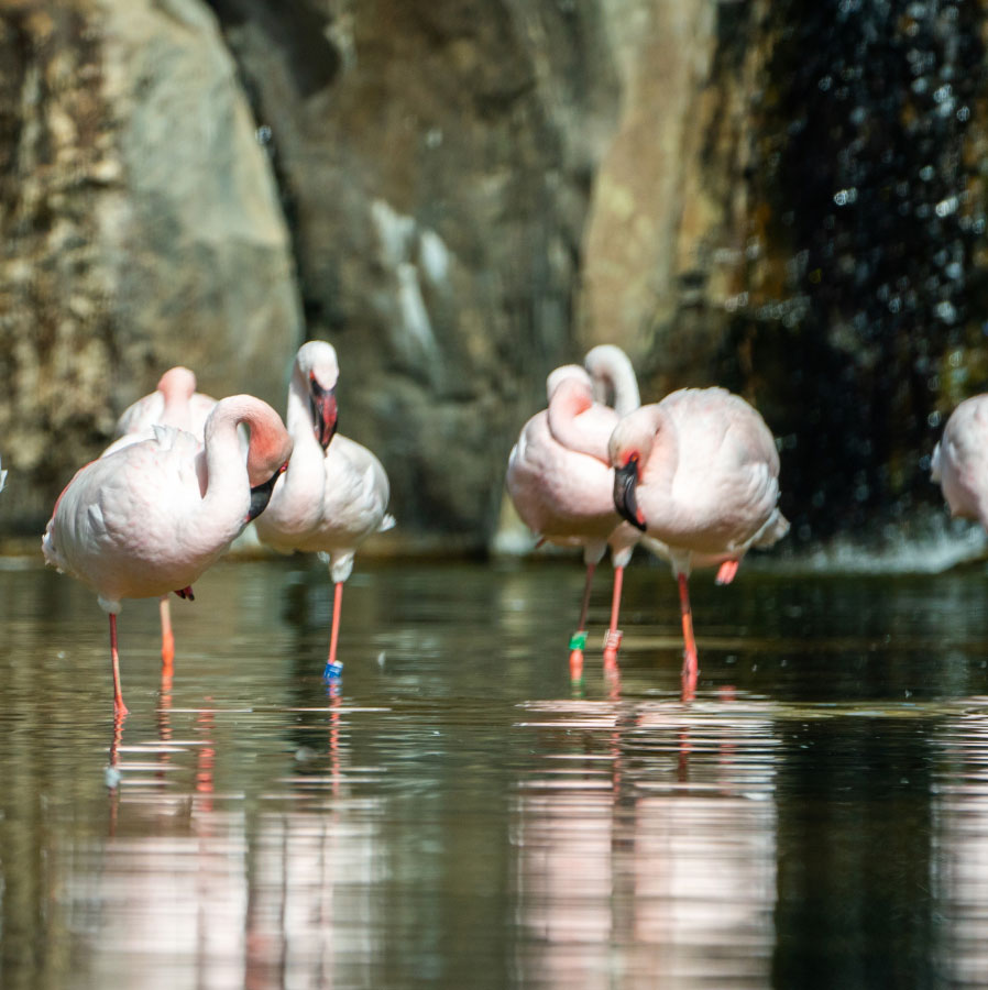 关爱、关心和保护