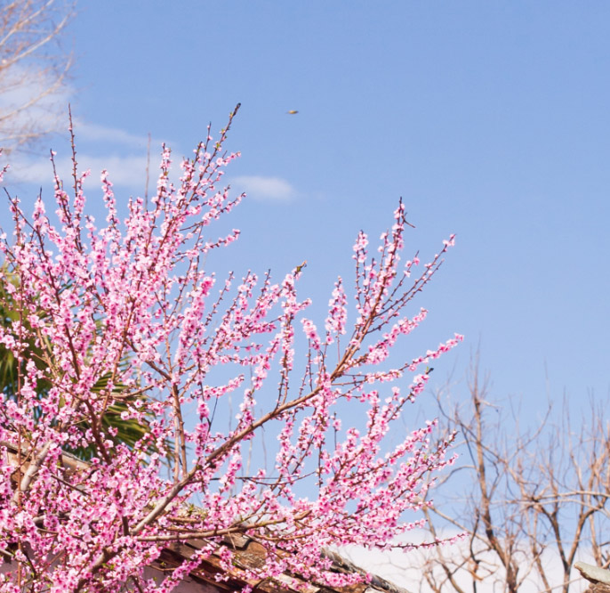 茶马道桃花谷丽世山居